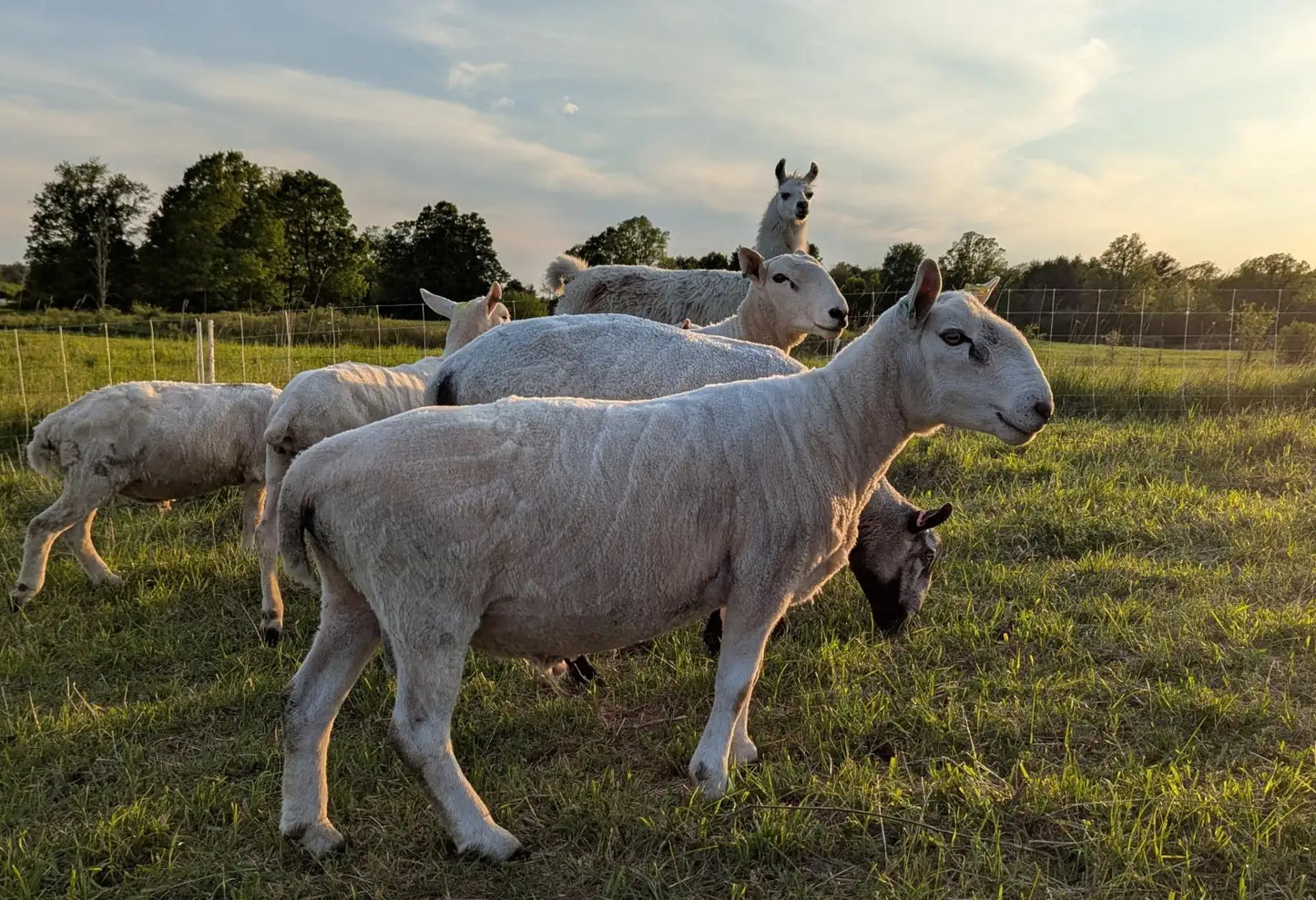 Breeding Stock - Purebred North Country Cheviot - Yearling Rams