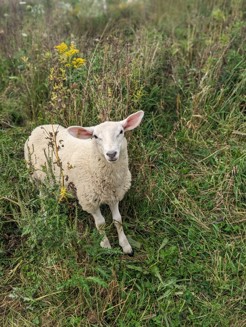 The Sweet Sheep Company Gift Card