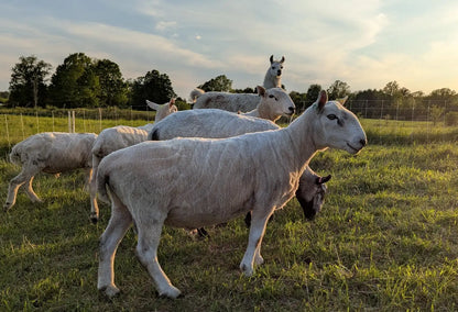 Breeding Stock - Purebred North Country Cheviot - Proven Ram