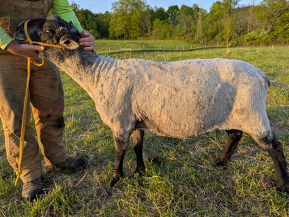 Breeding Stock - Crossbred Shropshire x North Country Cheviot - Proven Ram