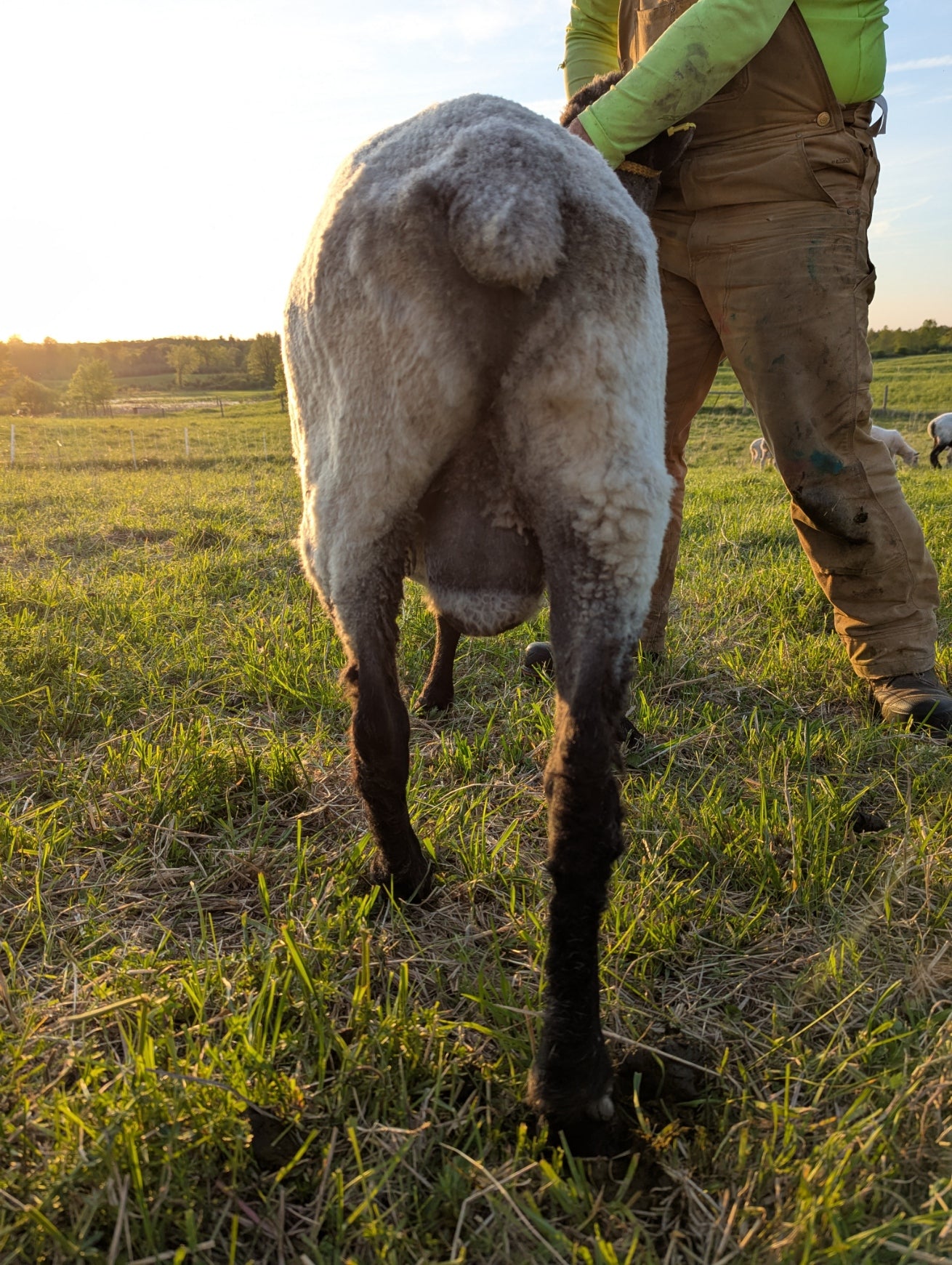 Breeding Stock - Crossbred Shropshire x North Country Cheviot - Proven Ram