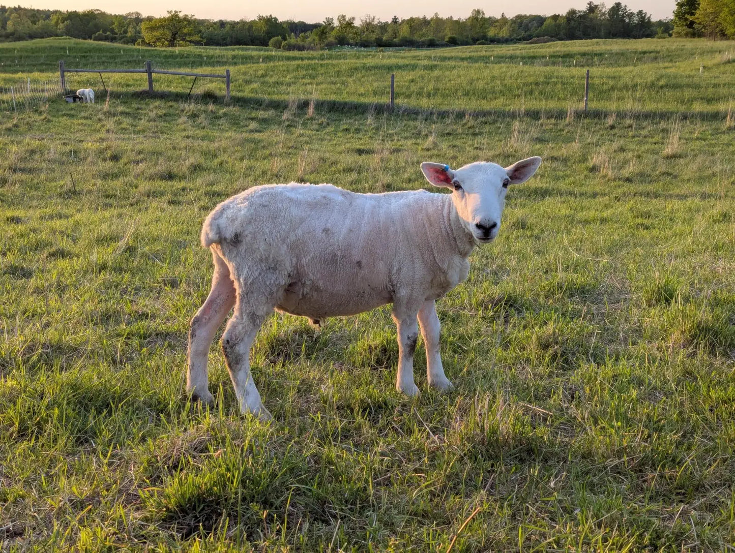 Breeding Stock - Purebred North Country Cheviot - Proven Ram
