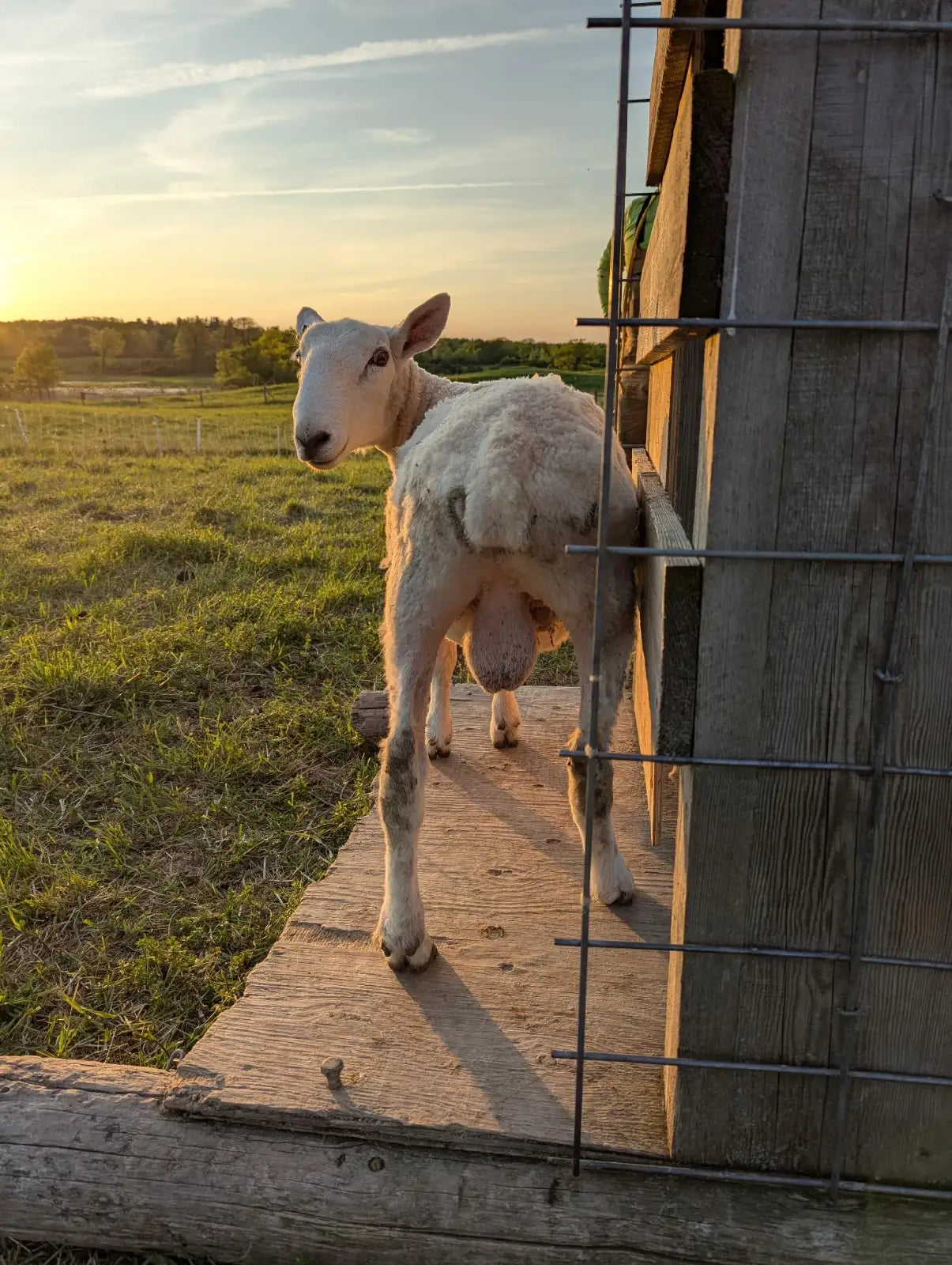 Breeding Stock - Purebred North Country Cheviot - Proven Ram