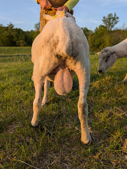 Breeding Stock - Purebred North Country Cheviot - Yearling Rams