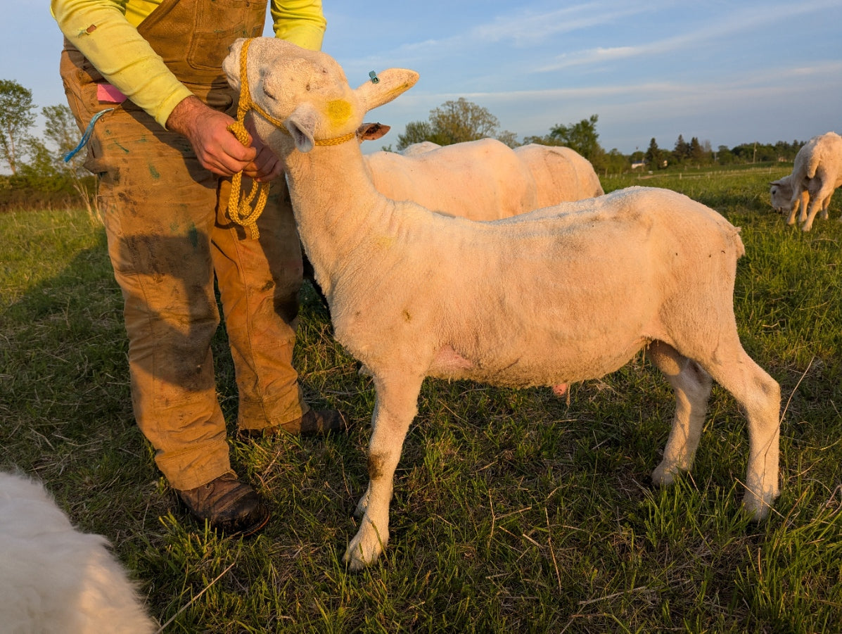 Breeding Stock - Purebred North Country Cheviot - Yearling Rams