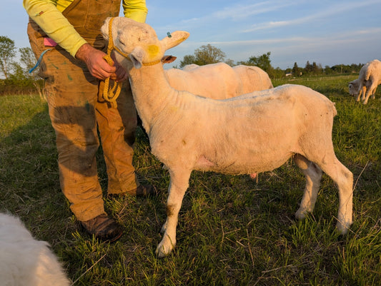 Breeding Stock - Purebred North Country Cheviot - Yearling Rams