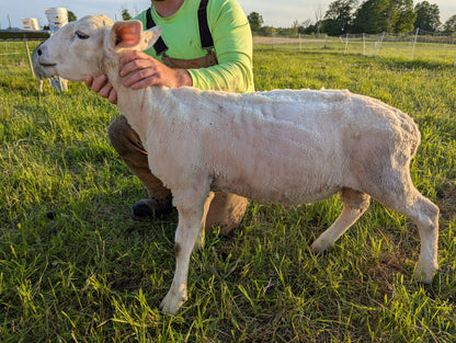 Breeding Stock - Purebred North Country Cheviot - Yearling Rams