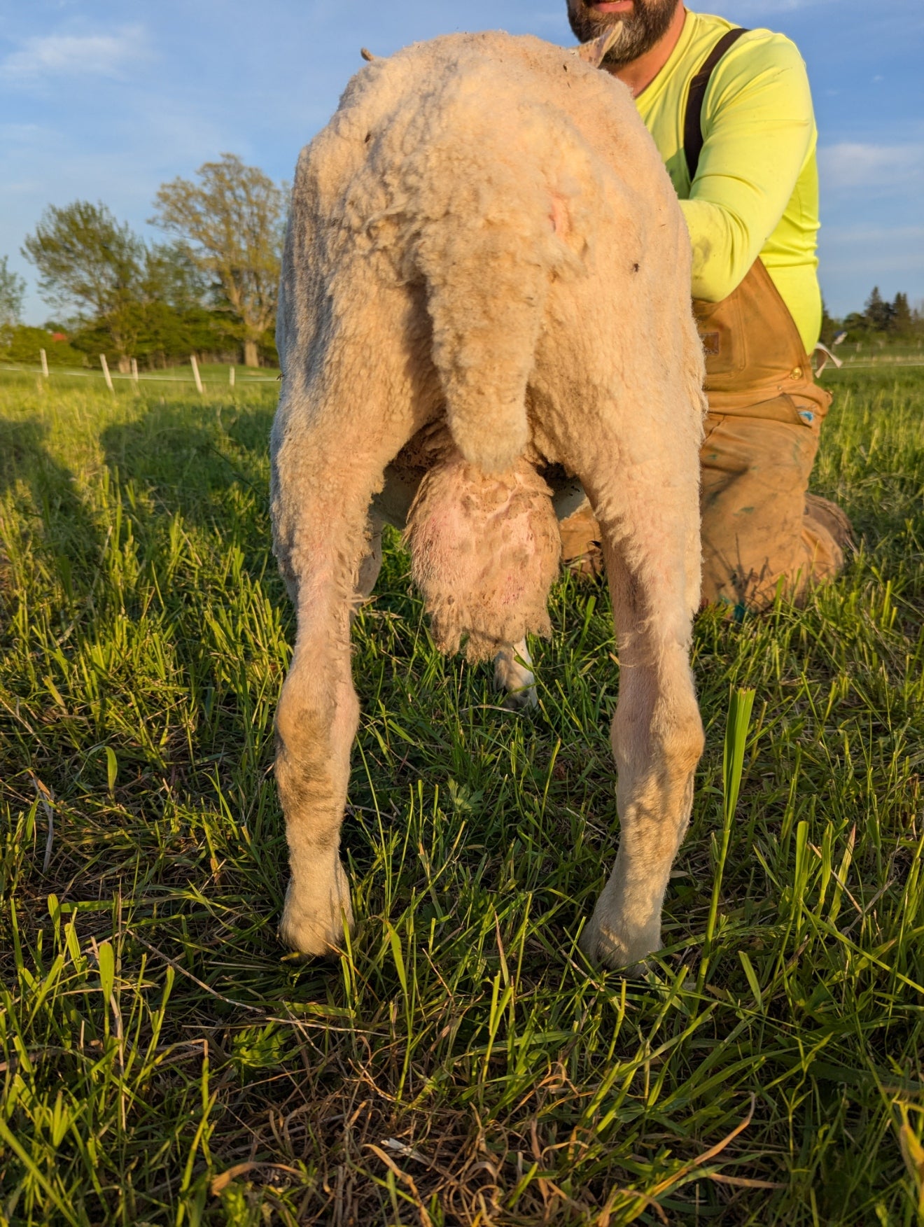 Breeding Stock - Purebred North Country Cheviot - Yearling Rams