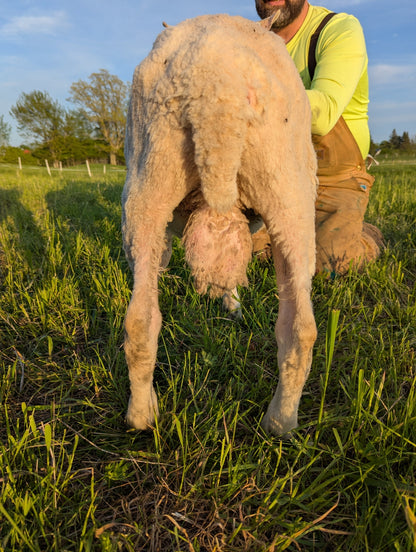 Breeding Stock - Purebred North Country Cheviot - Yearling Rams