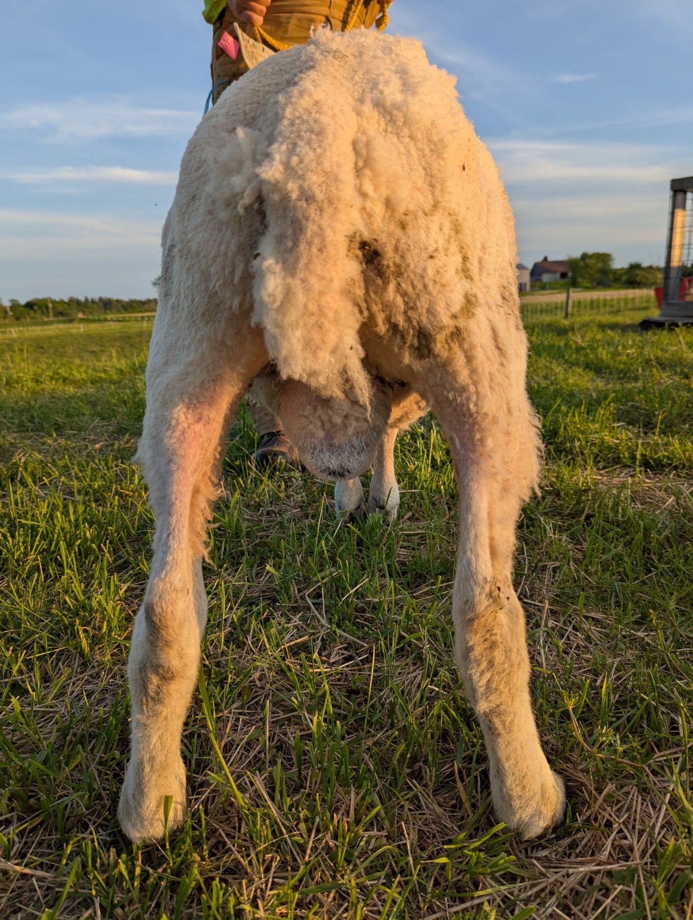 Breeding Stock - Purebred North Country Cheviot - Yearling Rams