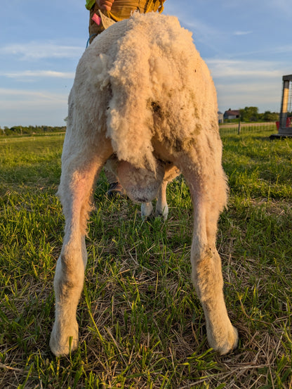 Breeding Stock - Purebred North Country Cheviot - Yearling Rams