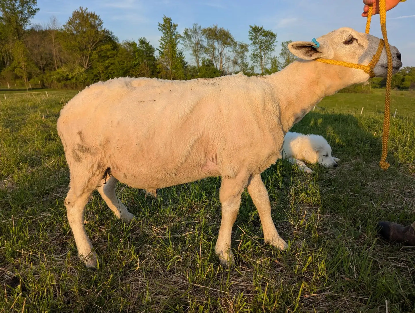 Breeding Stock - Purebred North Country Cheviot - Yearling Rams