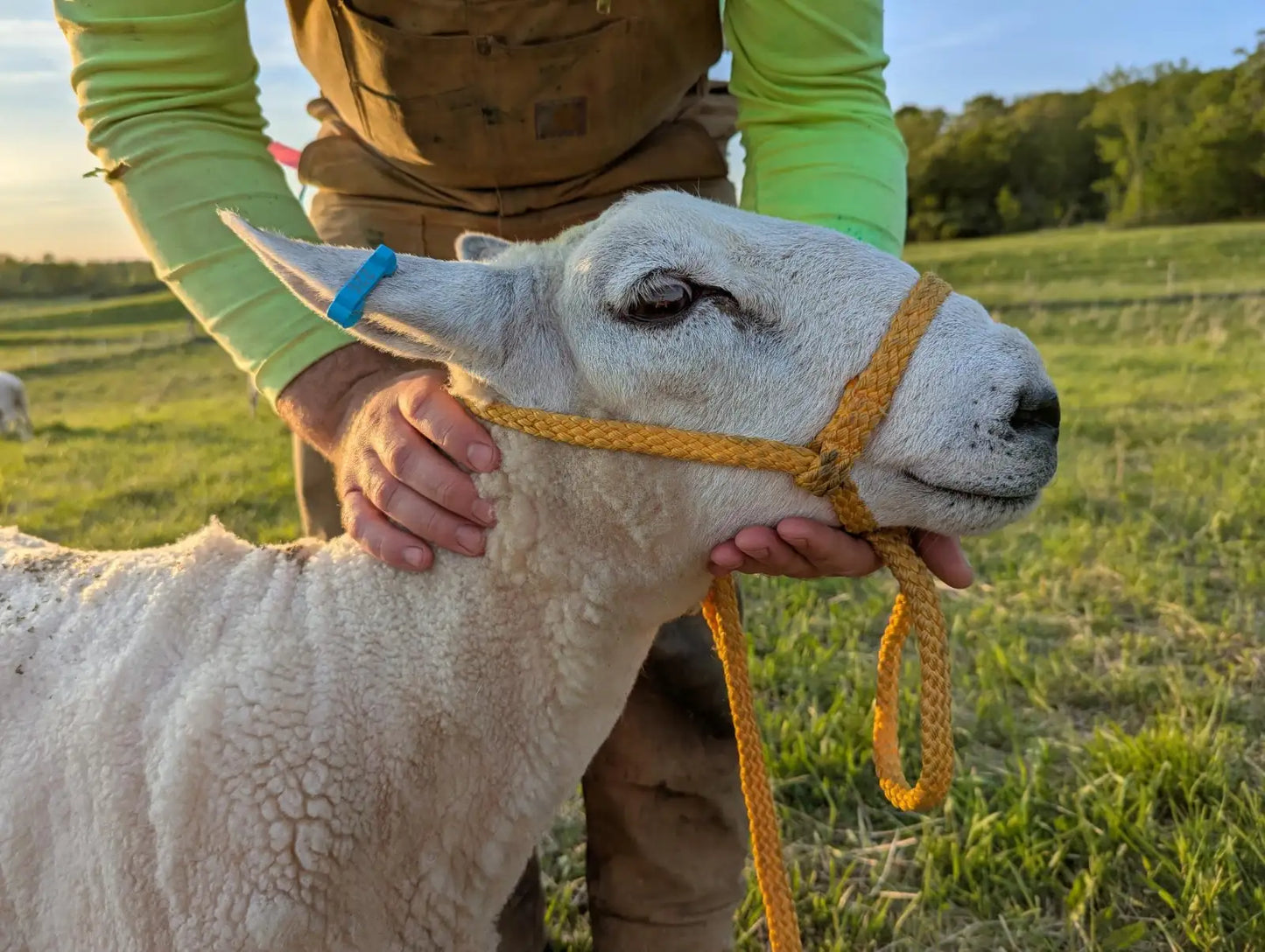 Breeding Stock - Purebred North Country Cheviot - Yearling Rams