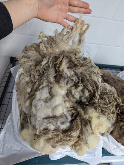 Raw Fleece - Finnsheep Purebred