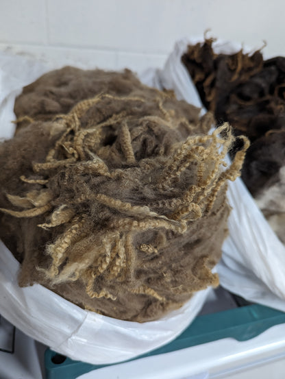 Raw Fleece - Finnsheep Purebred