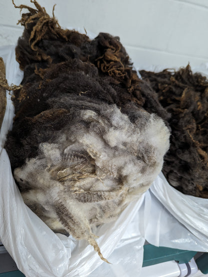 Raw Fleece - Finnsheep Purebred