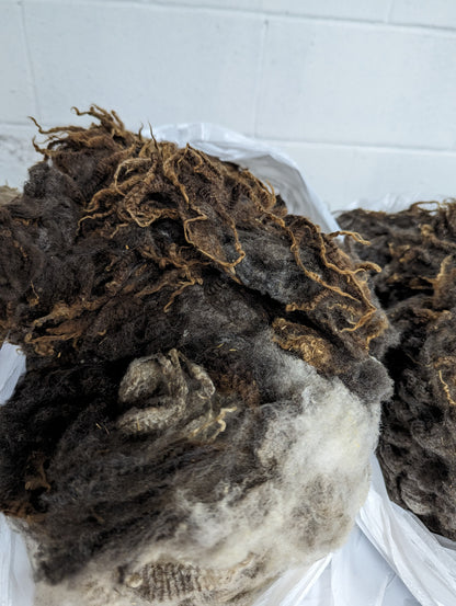Raw Fleece - Finnsheep Purebred
