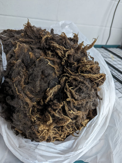 Raw Fleece - Finnsheep Purebred