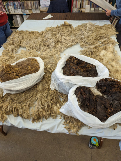 Raw Fleece - Finnsheep Purebred