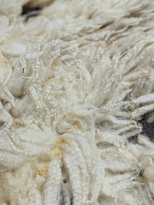 Raw Fleece - Ile de France / North Country Cheviot cross