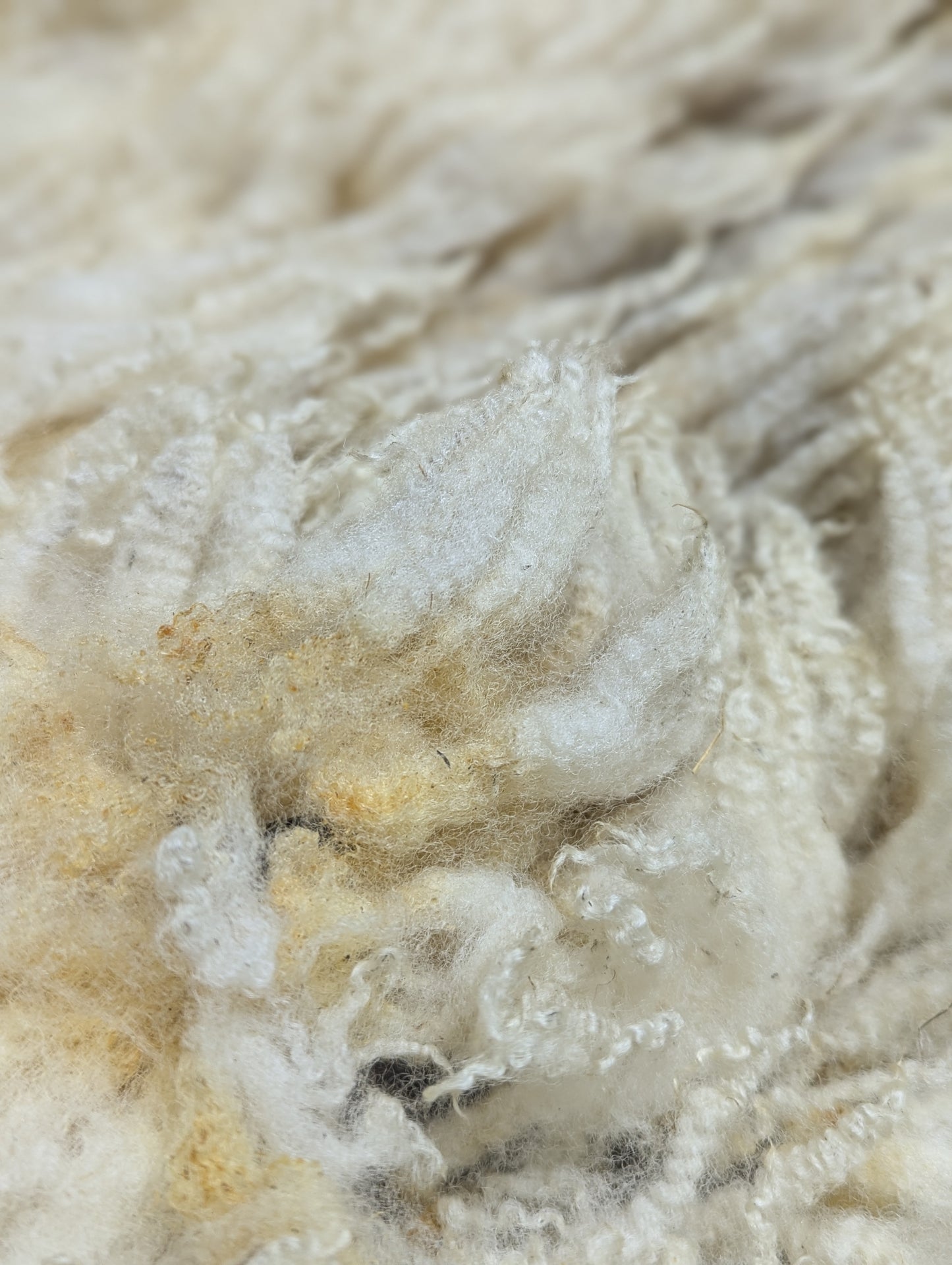 Raw Fleece - Ile de France / North Country Cheviot cross