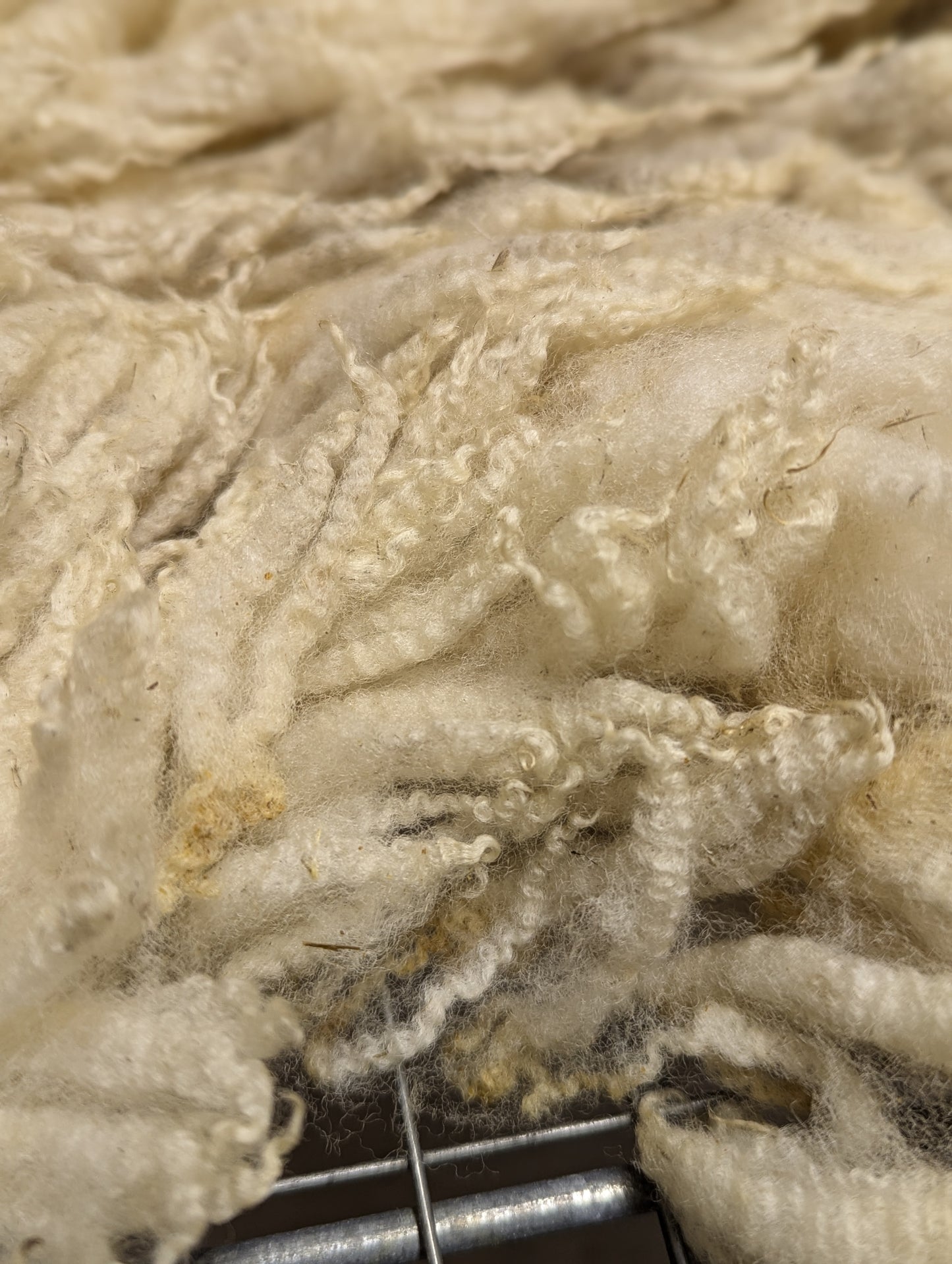 Raw Fleece - Ile de France / North Country Cheviot cross