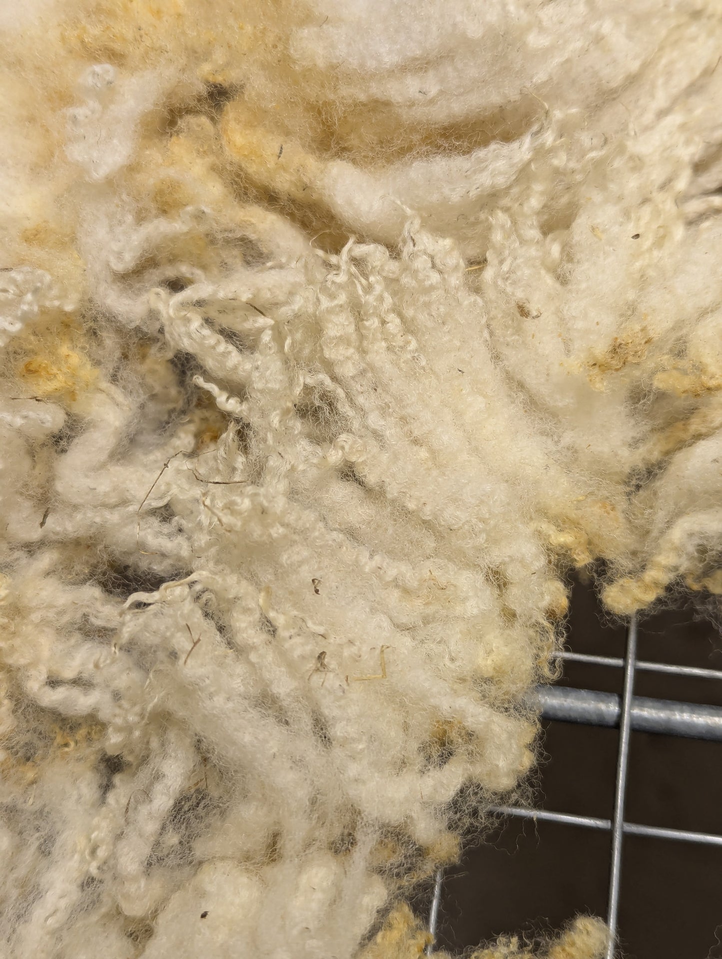 Raw Fleece - Ile de France / North Country Cheviot cross