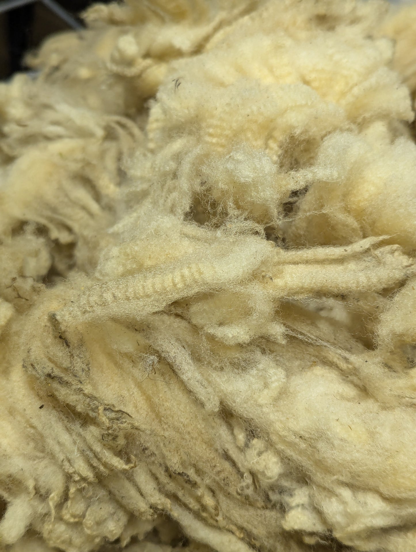 Raw Fleece - Ile de France / North Country Cheviot cross