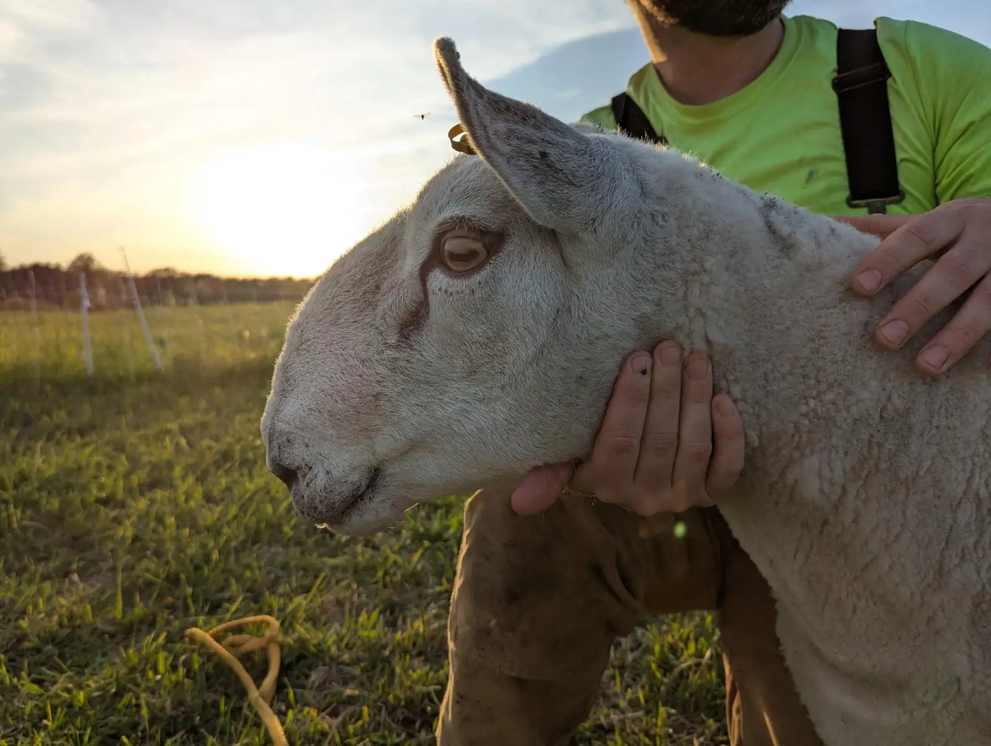 Breeding Stock - Purebred North Country Cheviot - Proven Ram