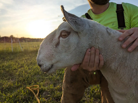 Breeding Stock - Purebred North Country Cheviot - Proven Ram