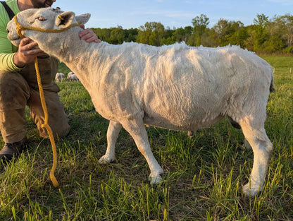 Breeding Stock - Purebred North Country Cheviot - Yearling Rams