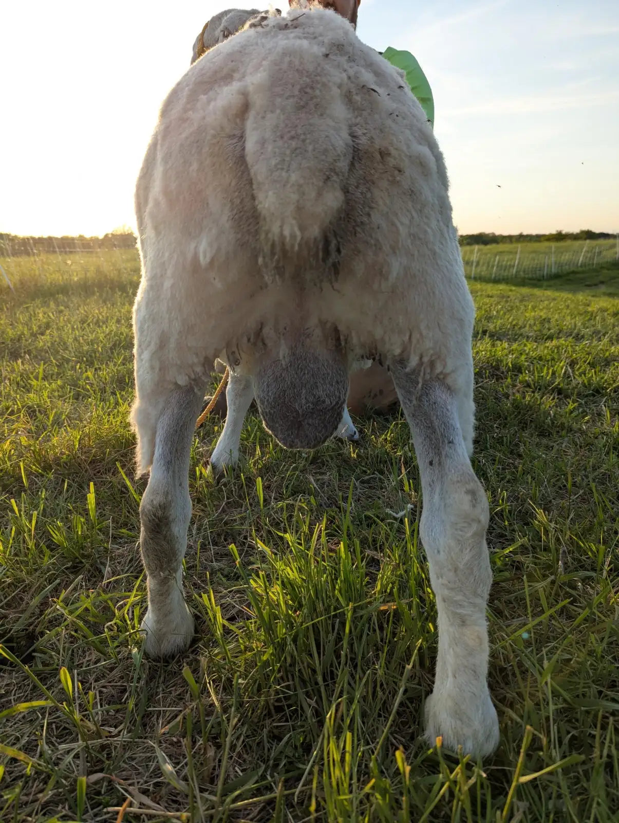 Breeding Stock - Purebred North Country Cheviot - Proven Ram
