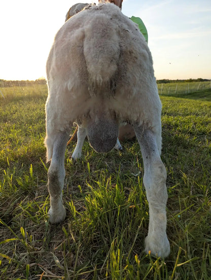 Breeding Stock - Purebred North Country Cheviot - Proven Ram
